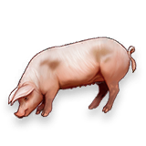 File:LiveHogs.png